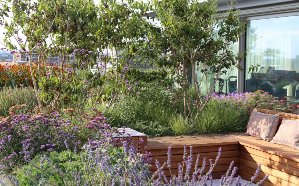 Taman atap dengan pohon anggur dan bunga merambat